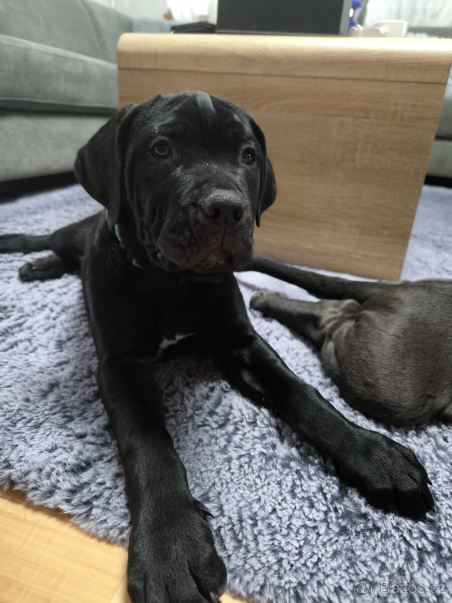 Bandog štěňata - 3