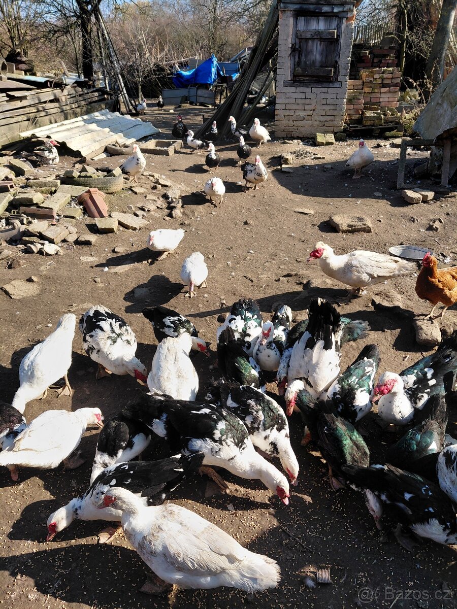 Prodám čínské kačeny - 3