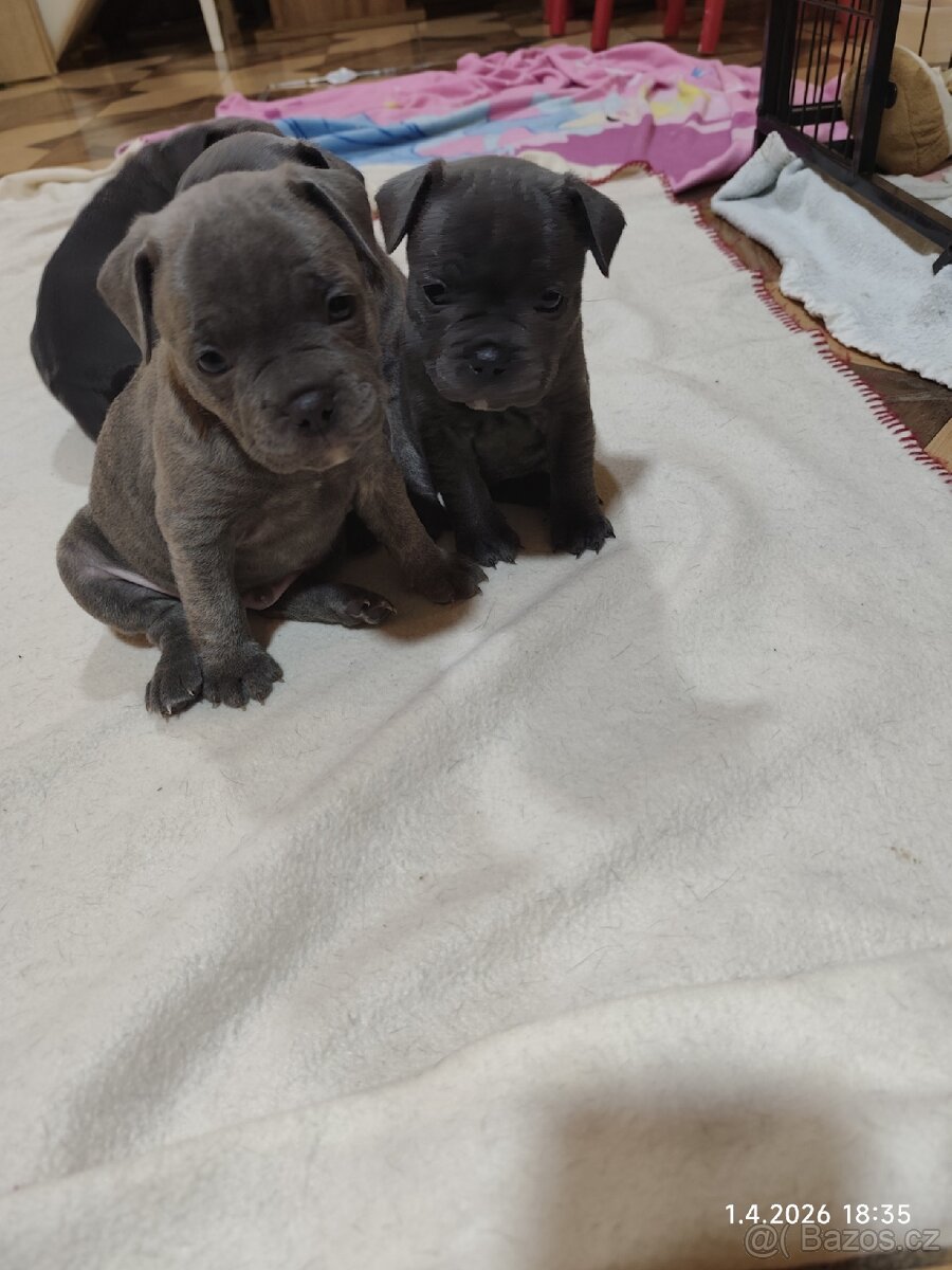 Stafordšírský bulteriér - 3