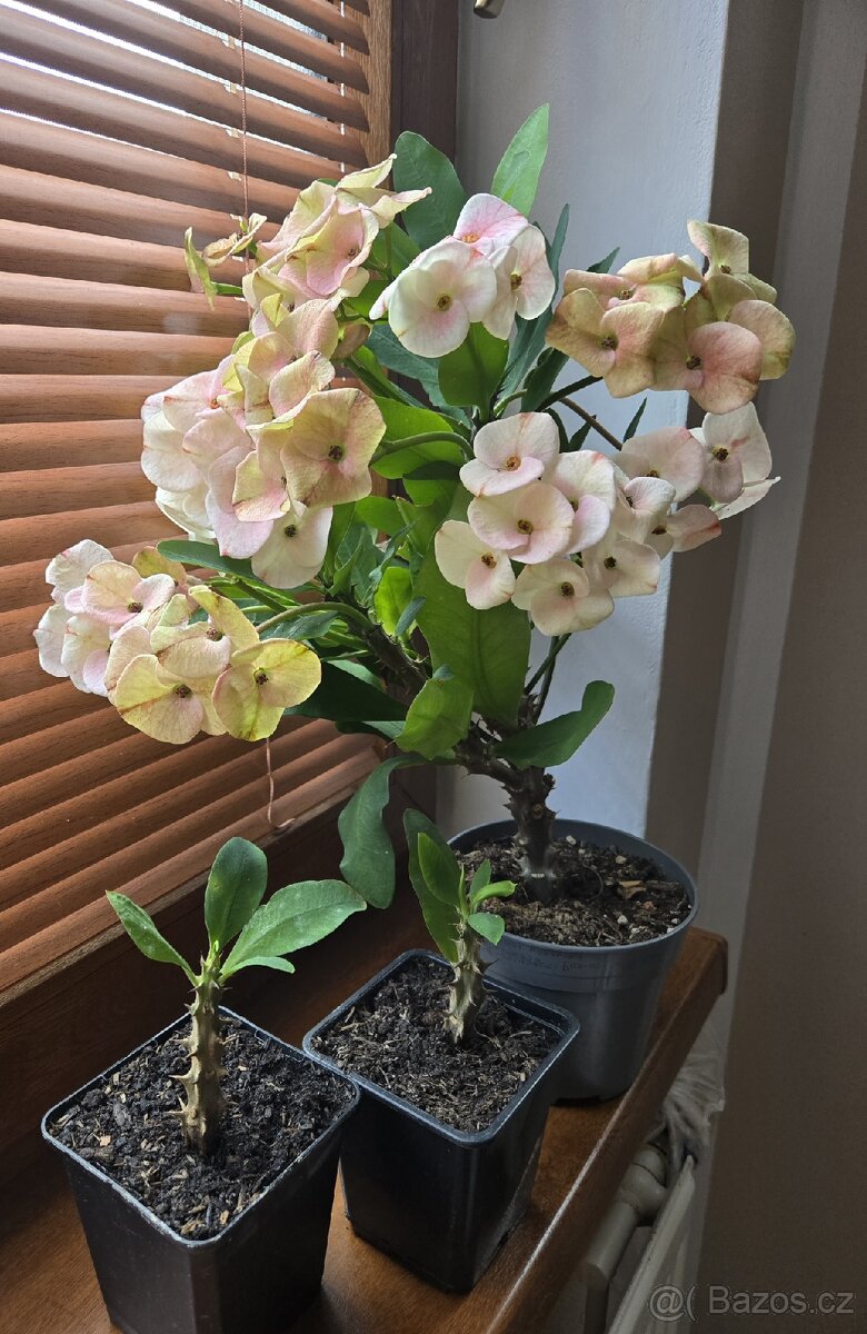 Euphorbia Milii, Trnová koruna - 3