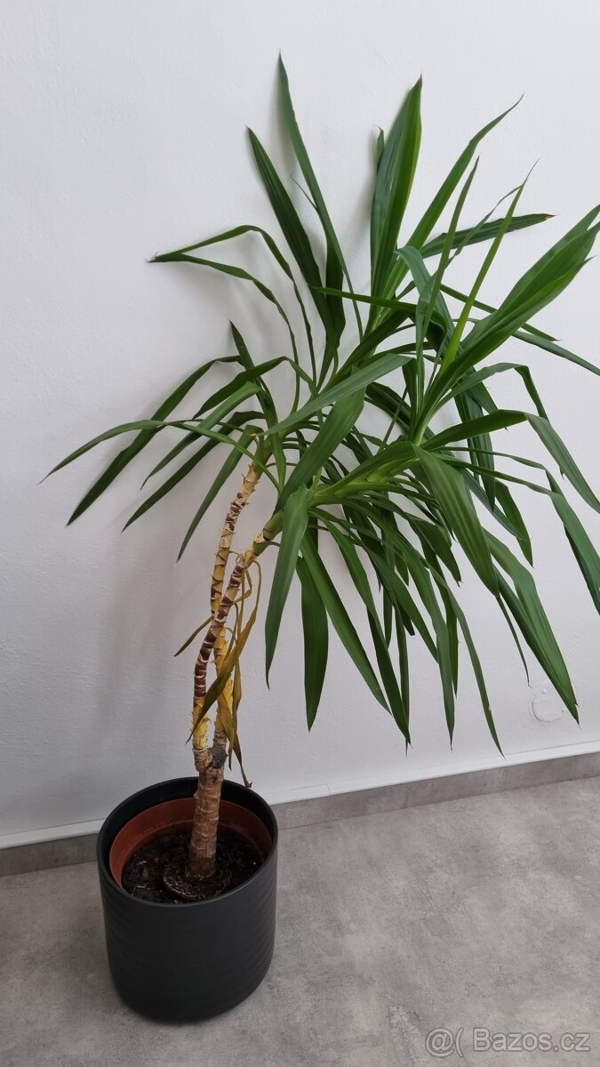 Pokojové květiny - 3