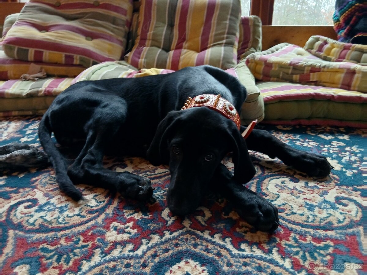 ŠTĚŇÁTKO, ŠTĚŇÁTKA, ŠTĚŇATA, ŠTĚŇE K ODBĚRU - 3