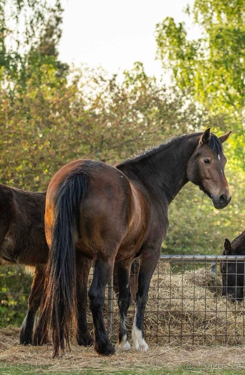 Klisna Welsh Cob 6 let - 3