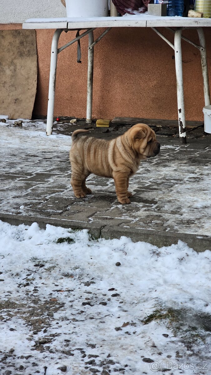Prodám štěňata shar-pei bez pp - 3