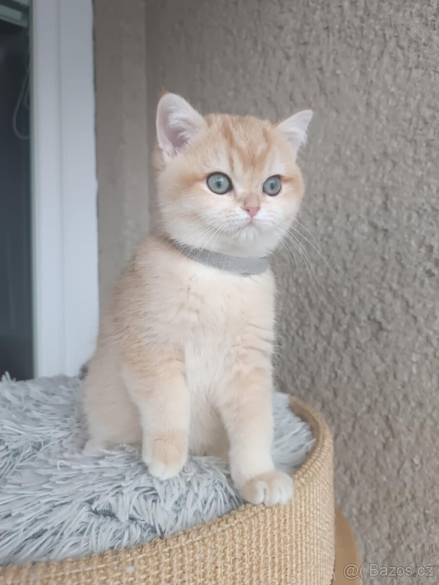 Koťátka britské kočičky s PP - 3