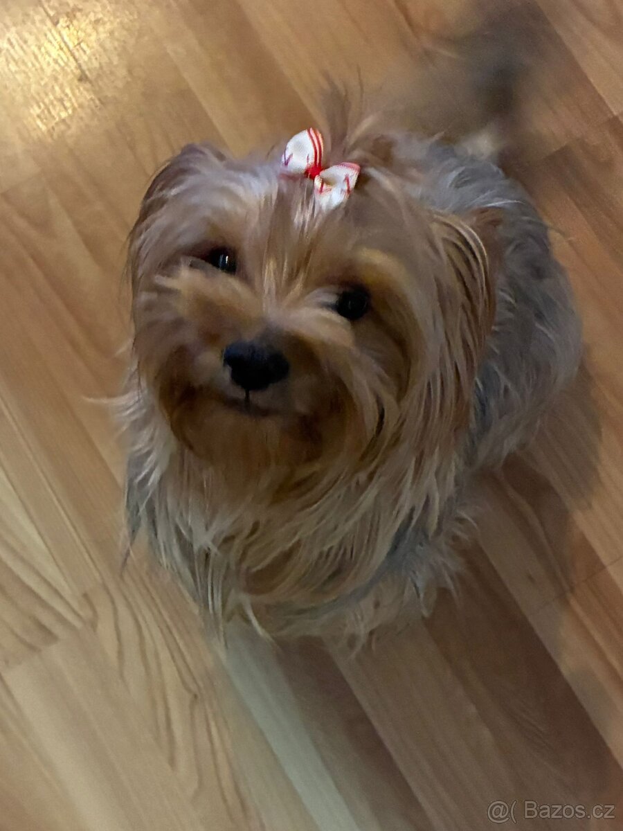 yorkširský teriér - 3