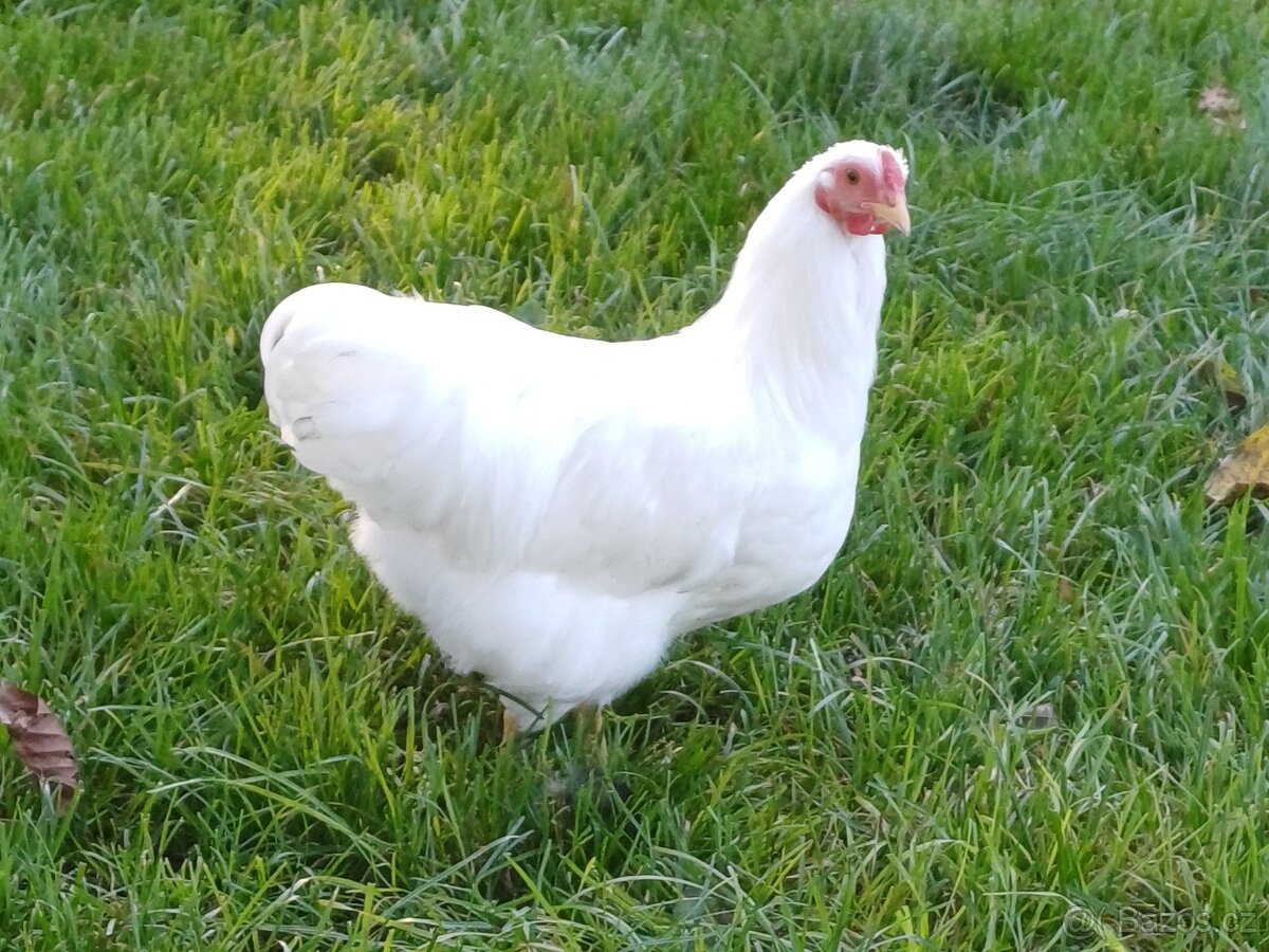 Zdrobnělé vyandotky a sasexky - 3