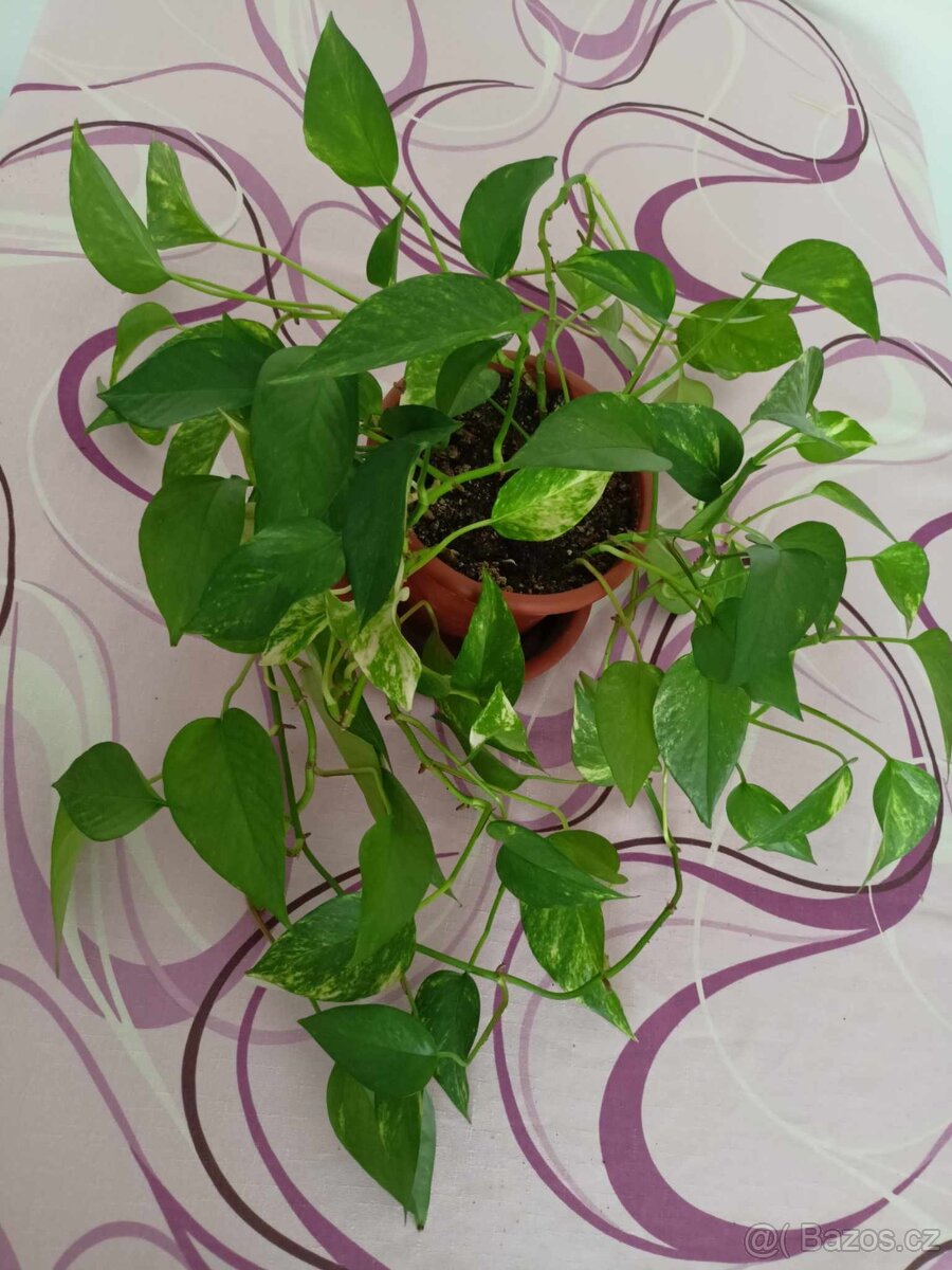 Pokojové rostliny Pothos - 3