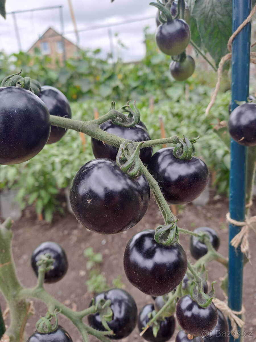 Černé rajče (indigo) semínka - 3