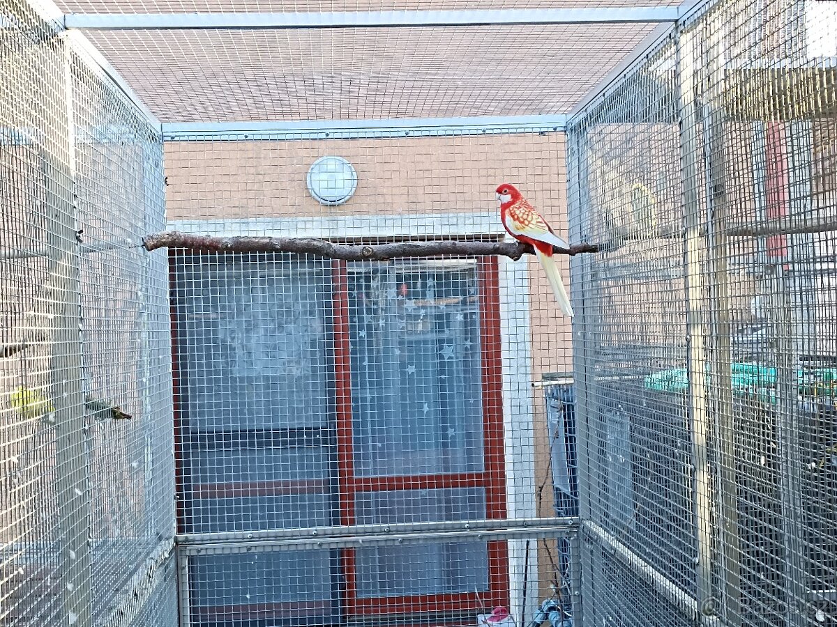 Rosela penant lutino - 3