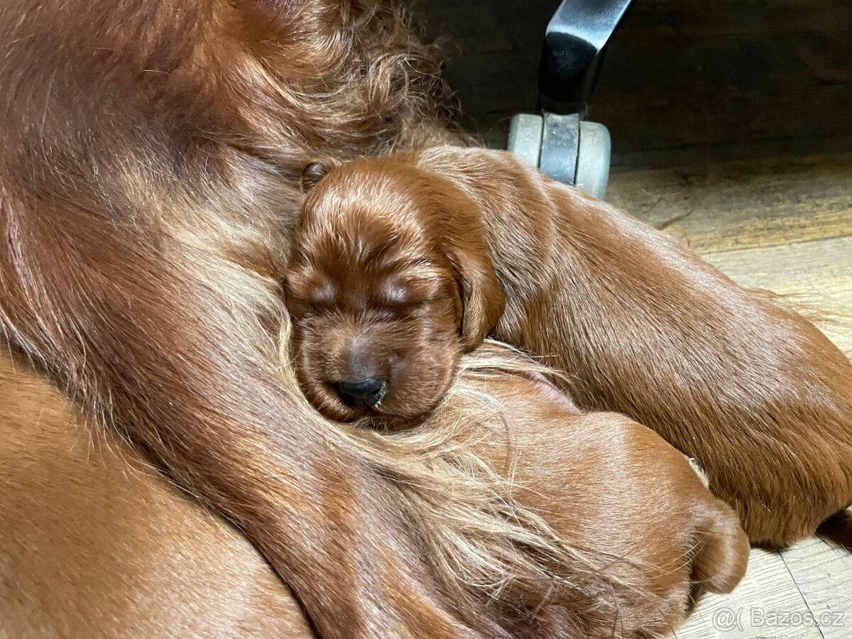 Irský setr štěňata s PP - 3
