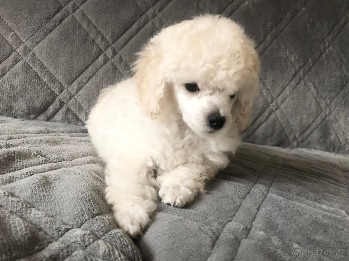 Pudl bílý Toy s PP - 3