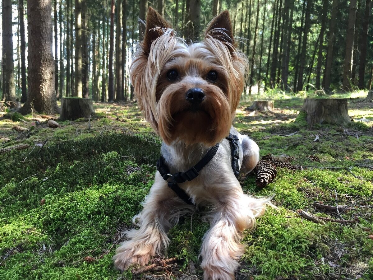 Jorkšírský teriér, Biewer yorkšírský teriér připuštění,krytí - 3