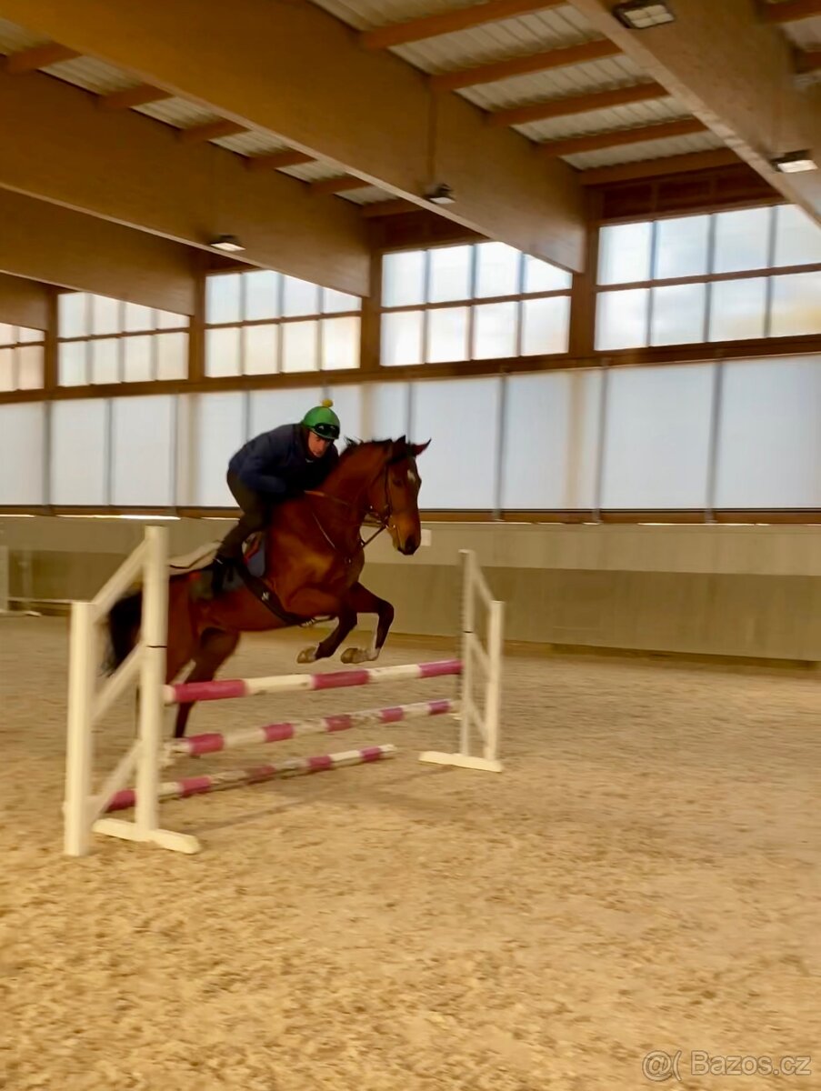 Plnokrevný valach na prodej - 3