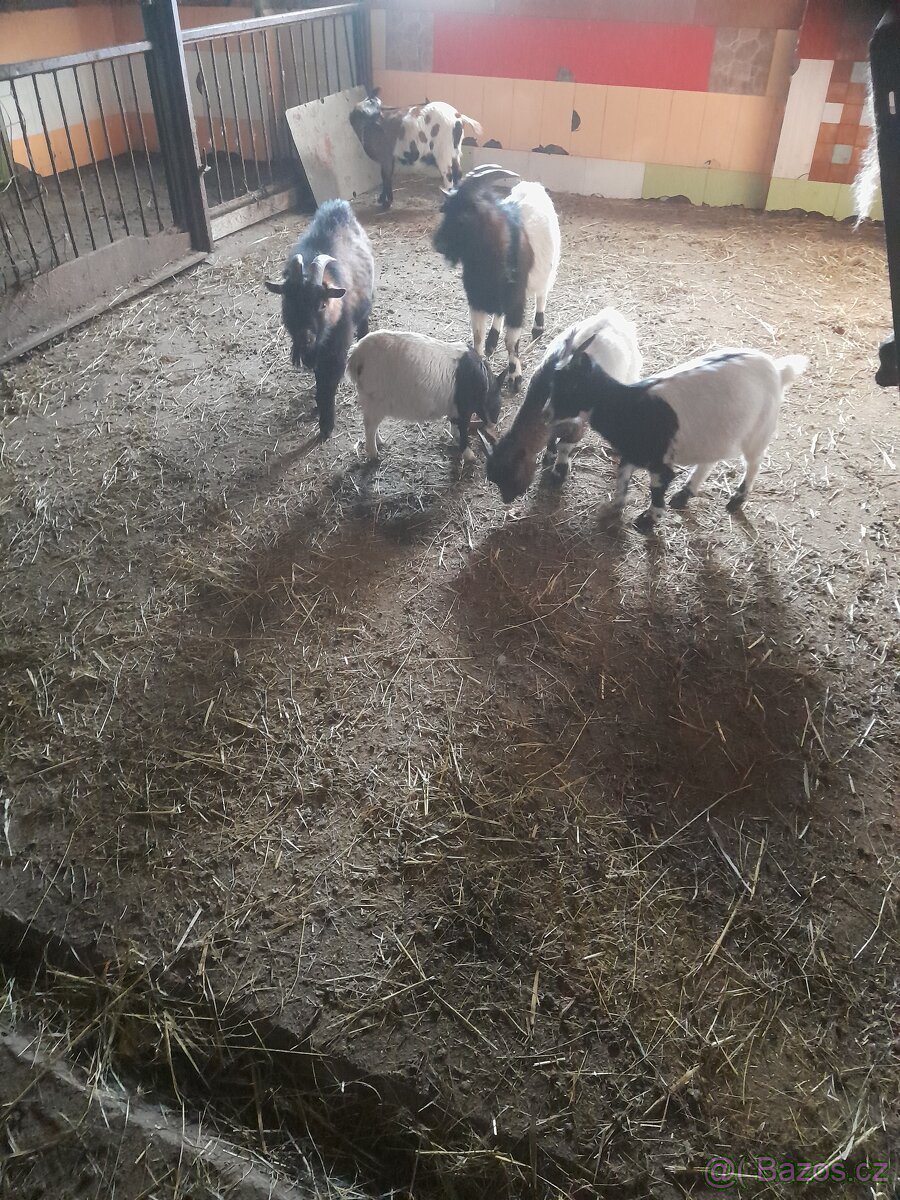Prodám kozy - 3