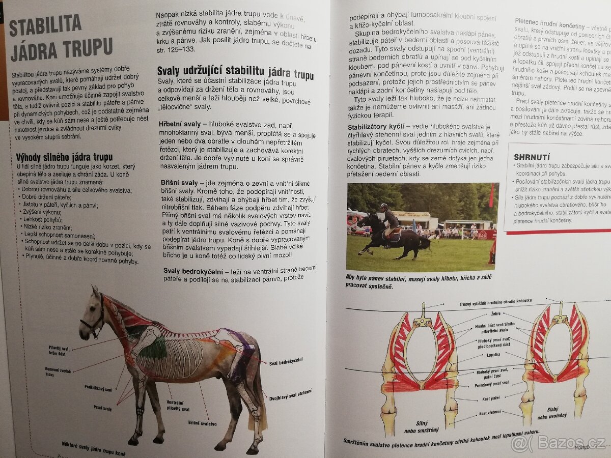 Koně a jejich pohyb - 3