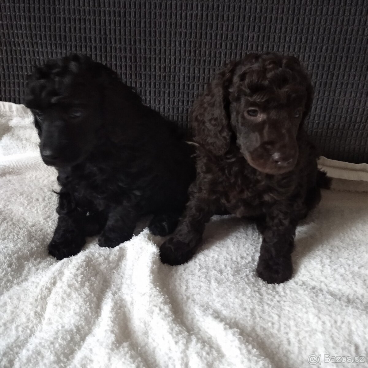 Pudl trpasličí - 3