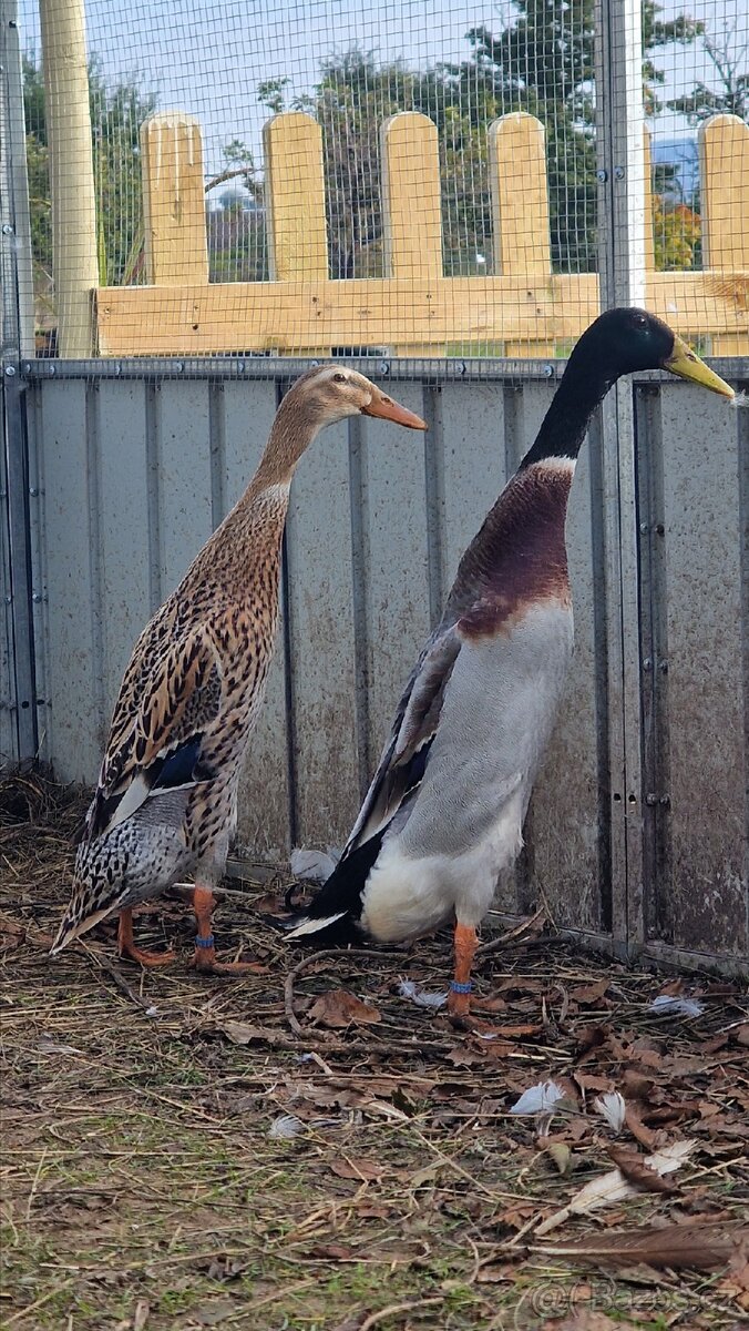 Kachny na prodej - 3