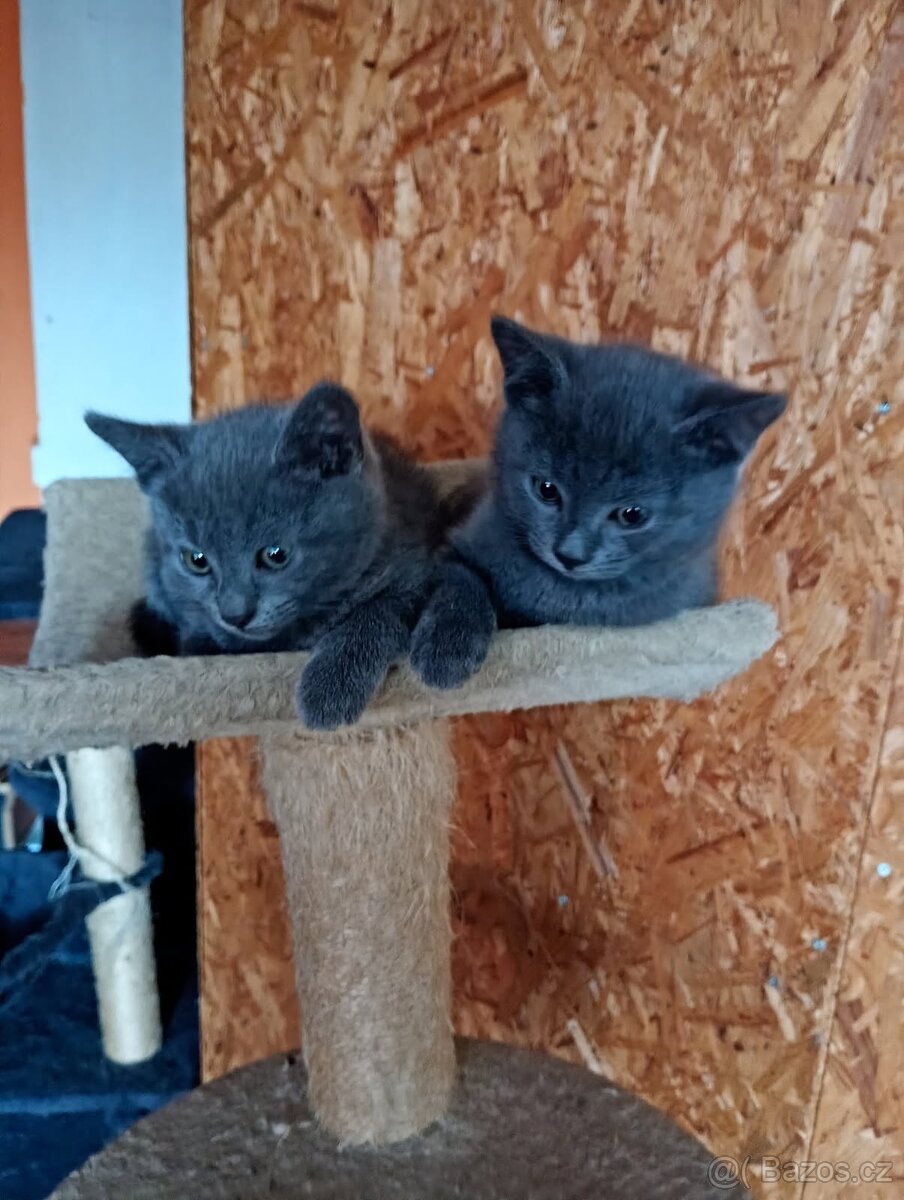 Prodám britské modré kocourky bez PP - 3