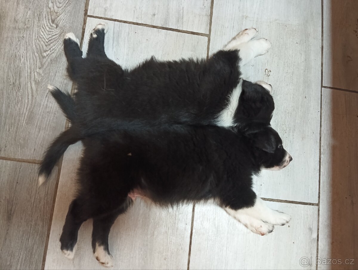 Border kolie, pejsci - 3