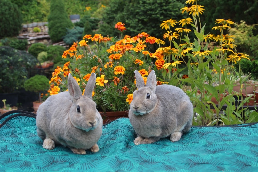 Zakrslý REX divoce modrý samička s PP - 3