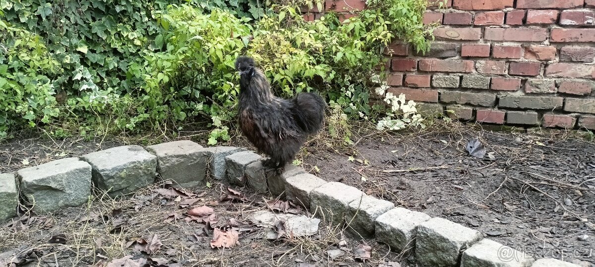 Kohout Hedvábnička - 3