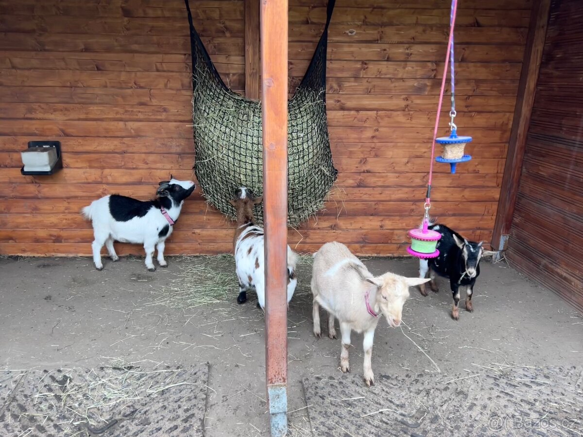 Holandská zakrslá koza - 3