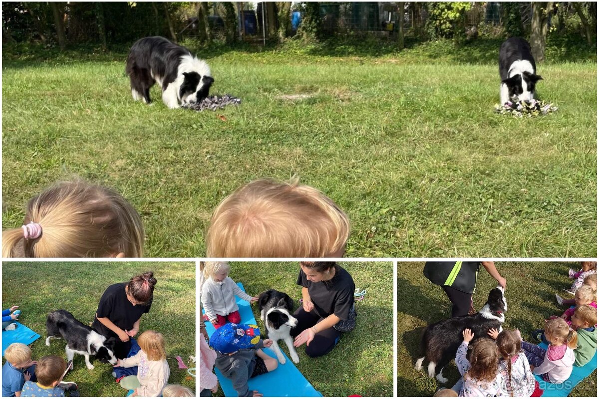 Border kolie s PP, štěňátka - 3