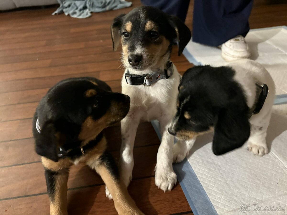 Štěňátka - 3