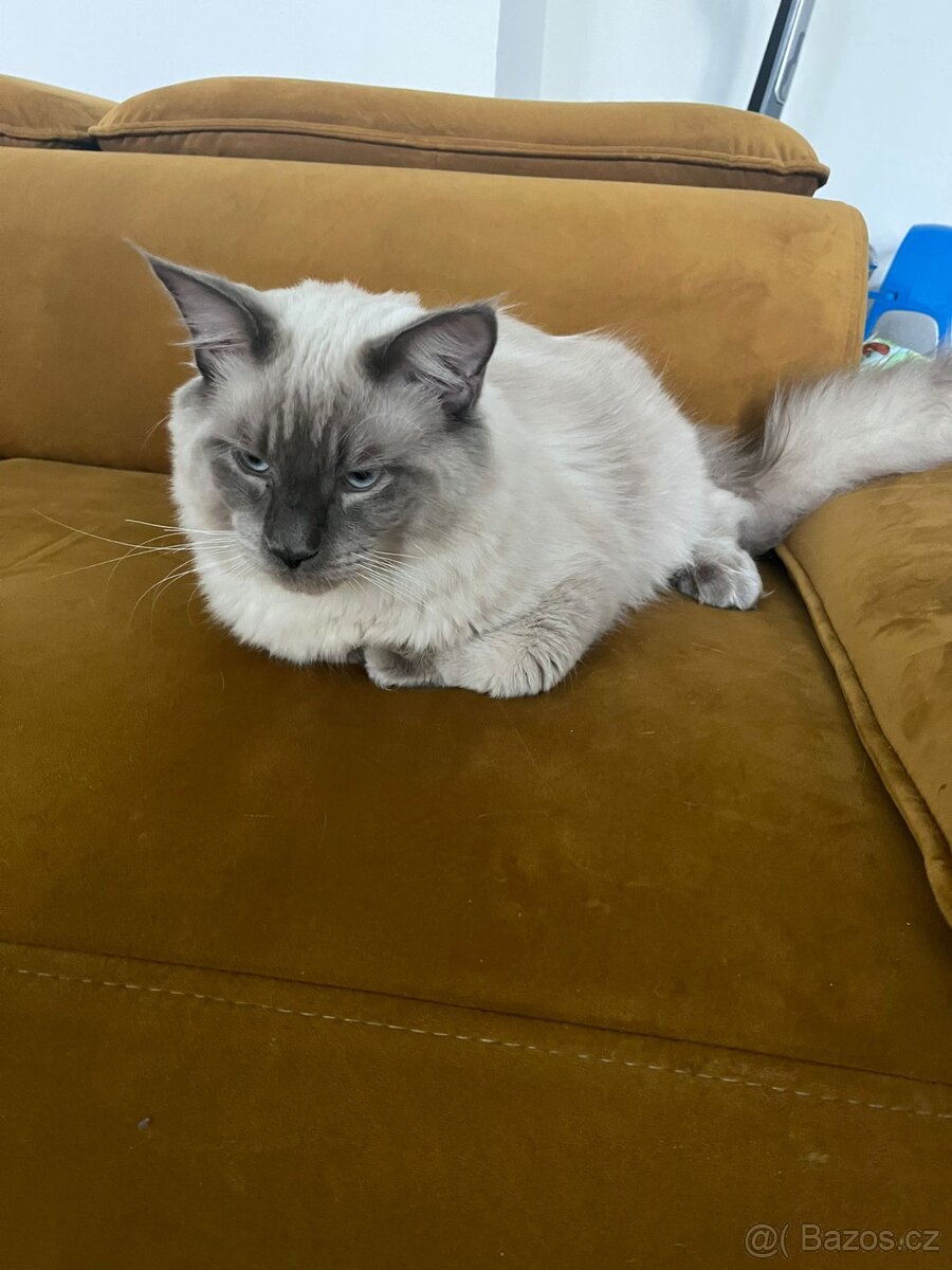 Ragdoll Kocour bez PP - 3