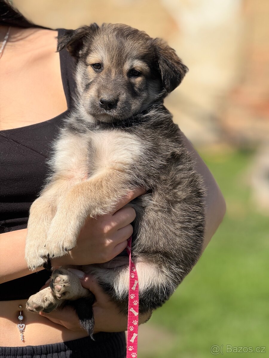 Štěňata - 3