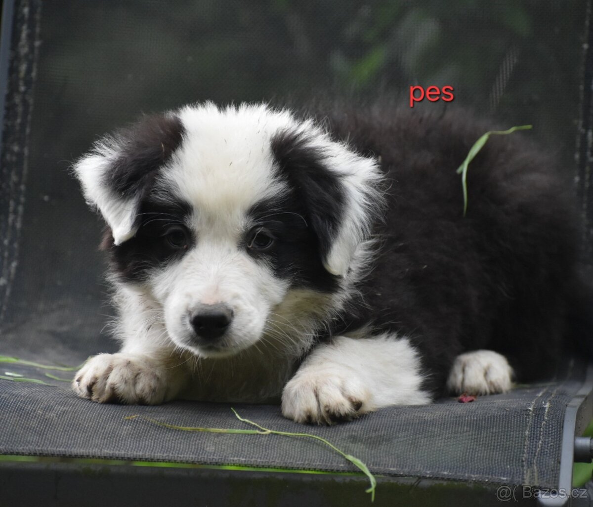 Border kolie s PP - 3