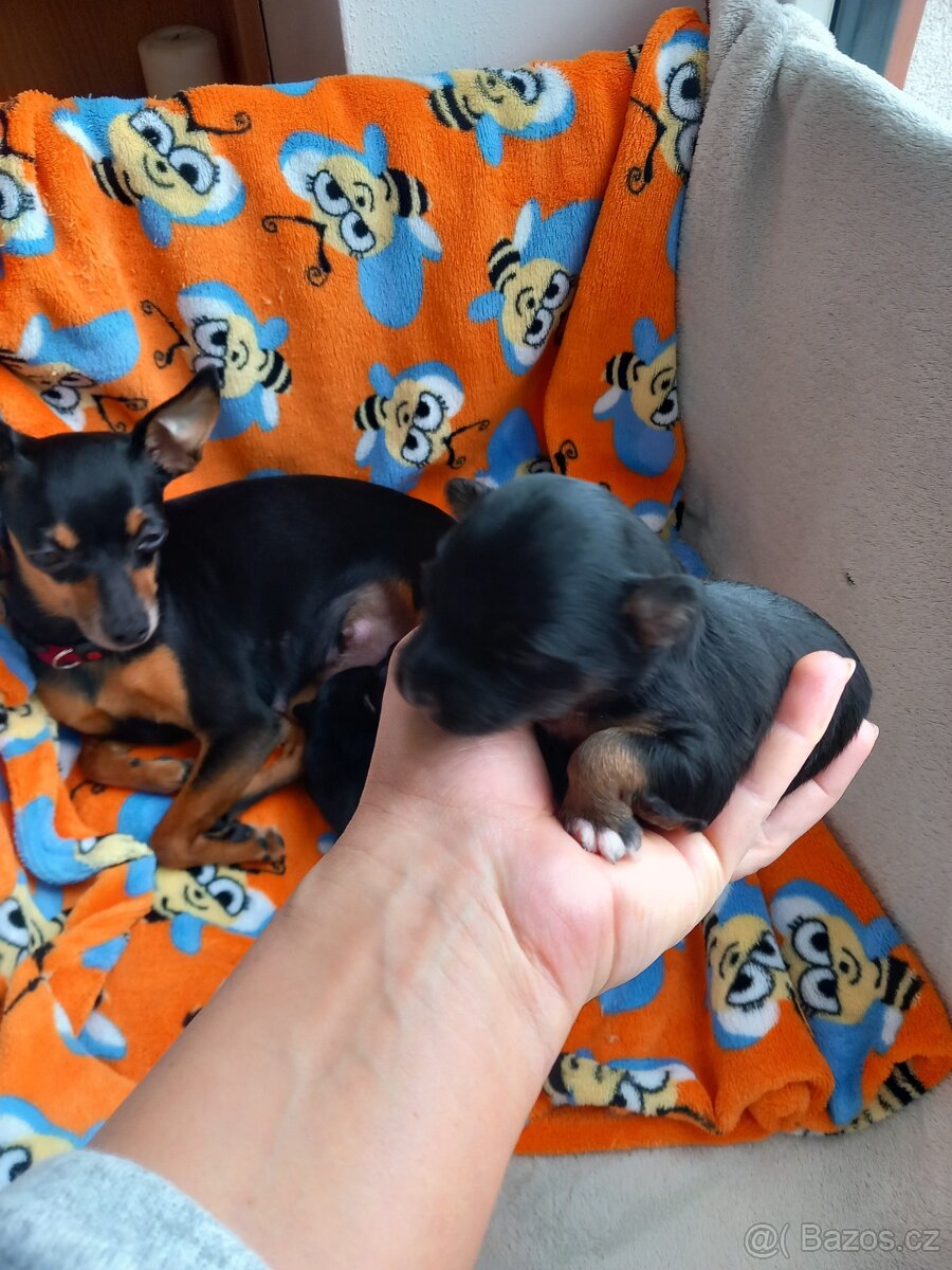 Pražský krysařík - 3