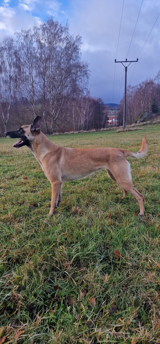 Belgický ovčák - Fena - Bazalka Witalpi - 3