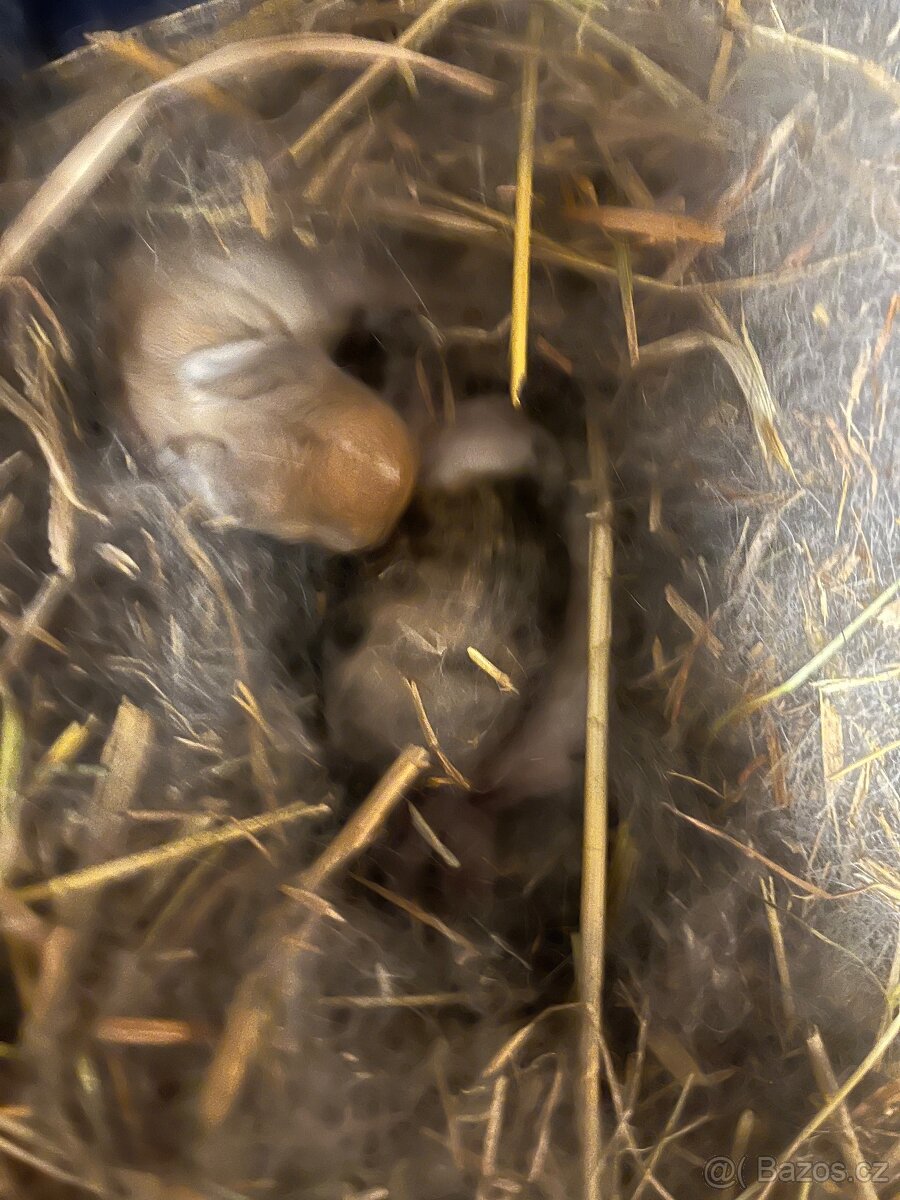 Zakrslý králíček - 3