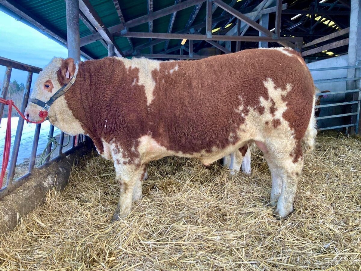 PLEMENNÍ BÝCI MASNÝ SIMENTÁL - 3