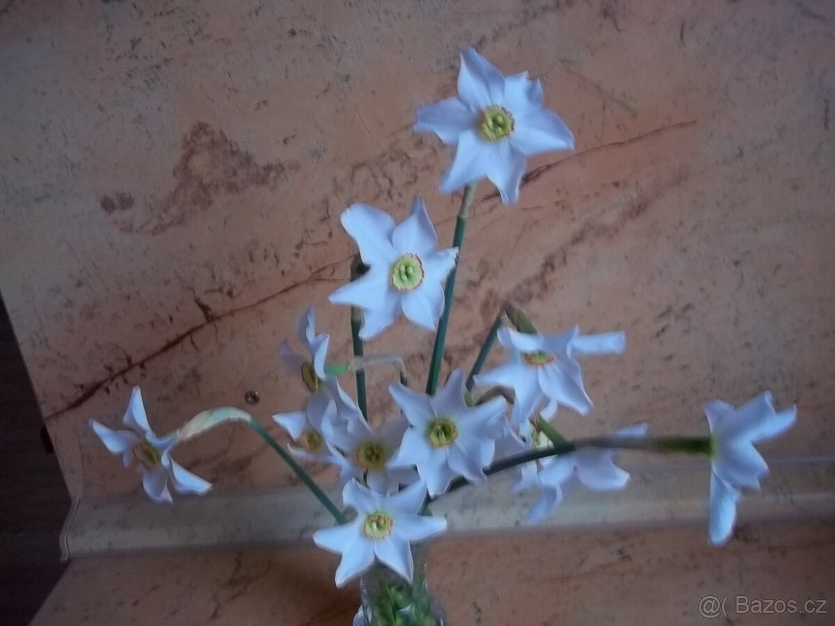 Narcis cibulky - 3