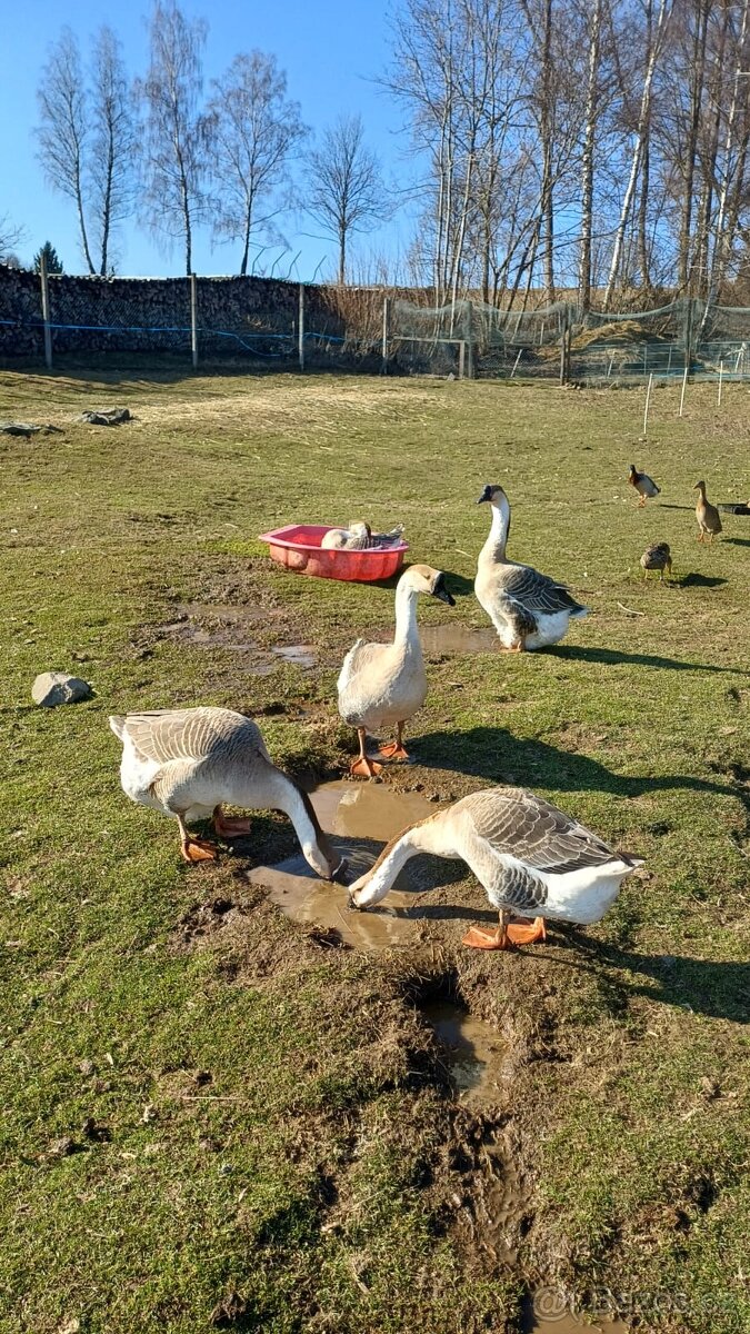 Husa labutí pár - 3