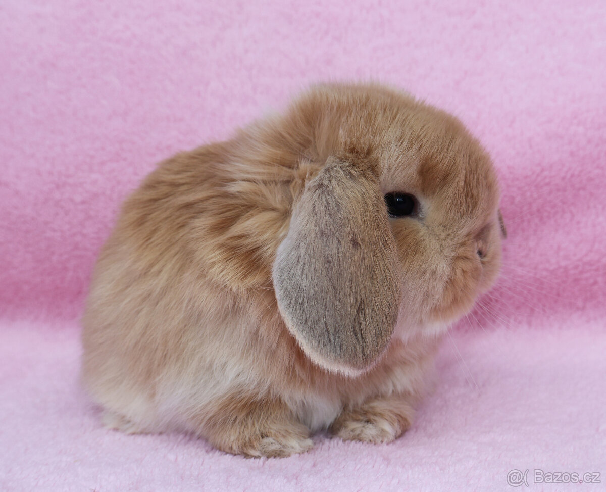 NHD beránek samička . - 3