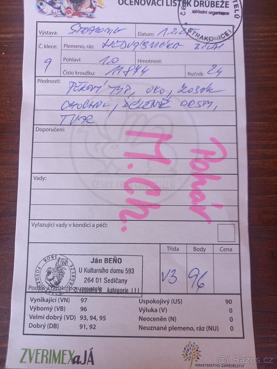 Kohout Hedvábničky bílé velké s vousem - 3