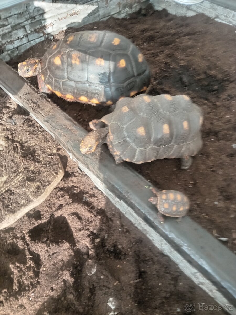 mladata zelva uhlirska vlasni chov - 3