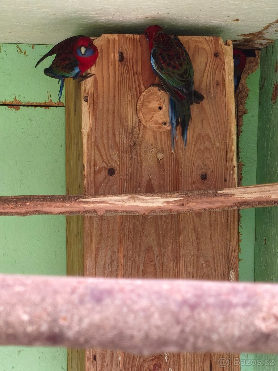 rosela penant přírodní - 3