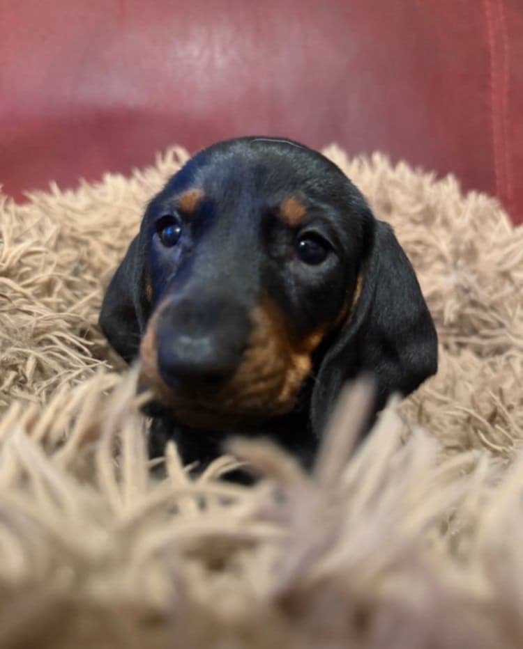 Trpasličí jezevčík štěňátka - 3