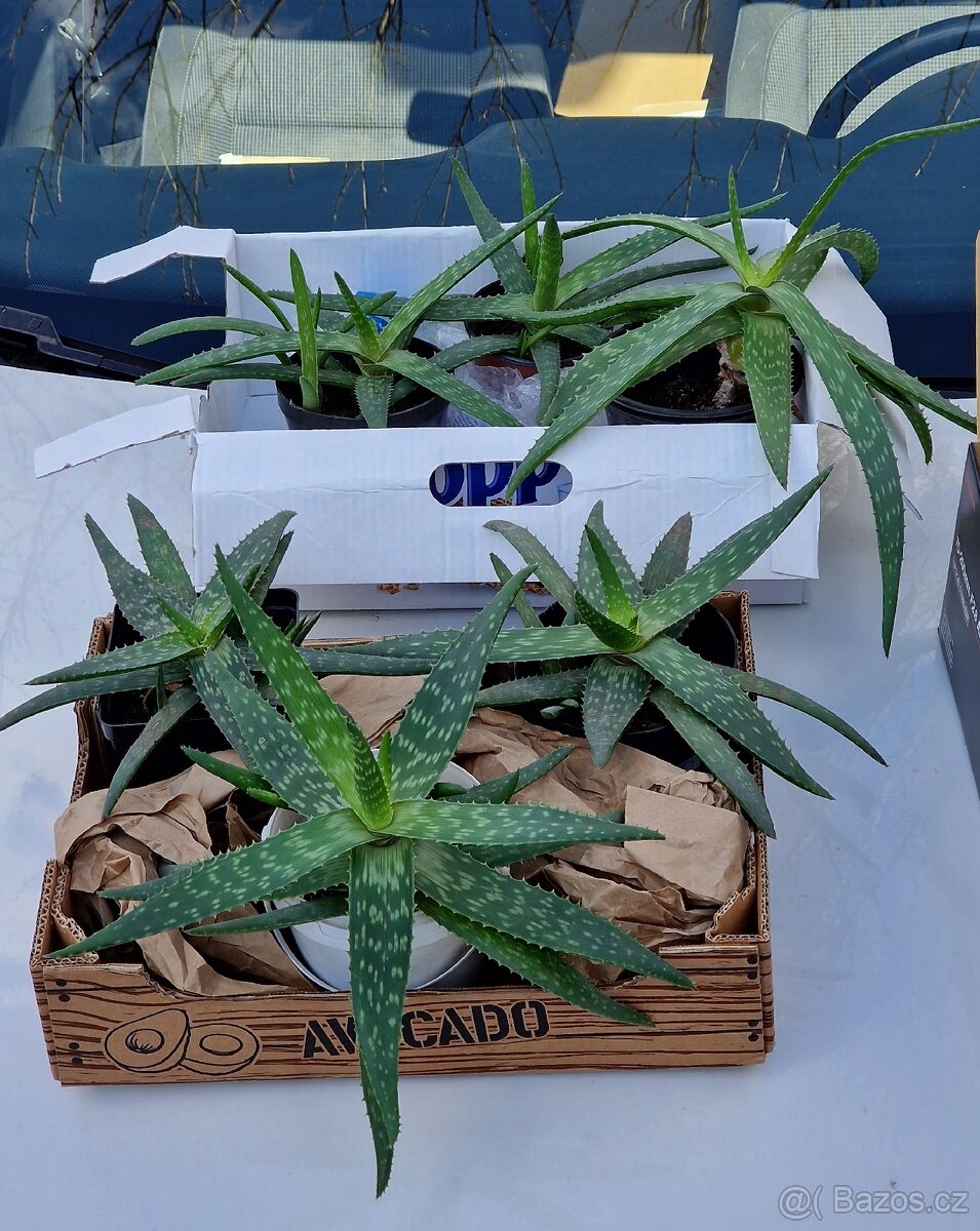Aloe Vera - pravá, Vrchlabí a Trutnov. - 3