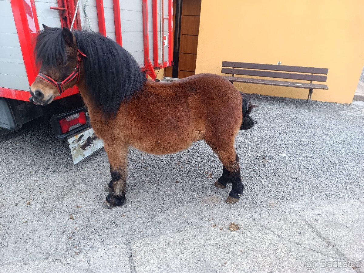 Predam ponika valacha ku detom 100 % - 3