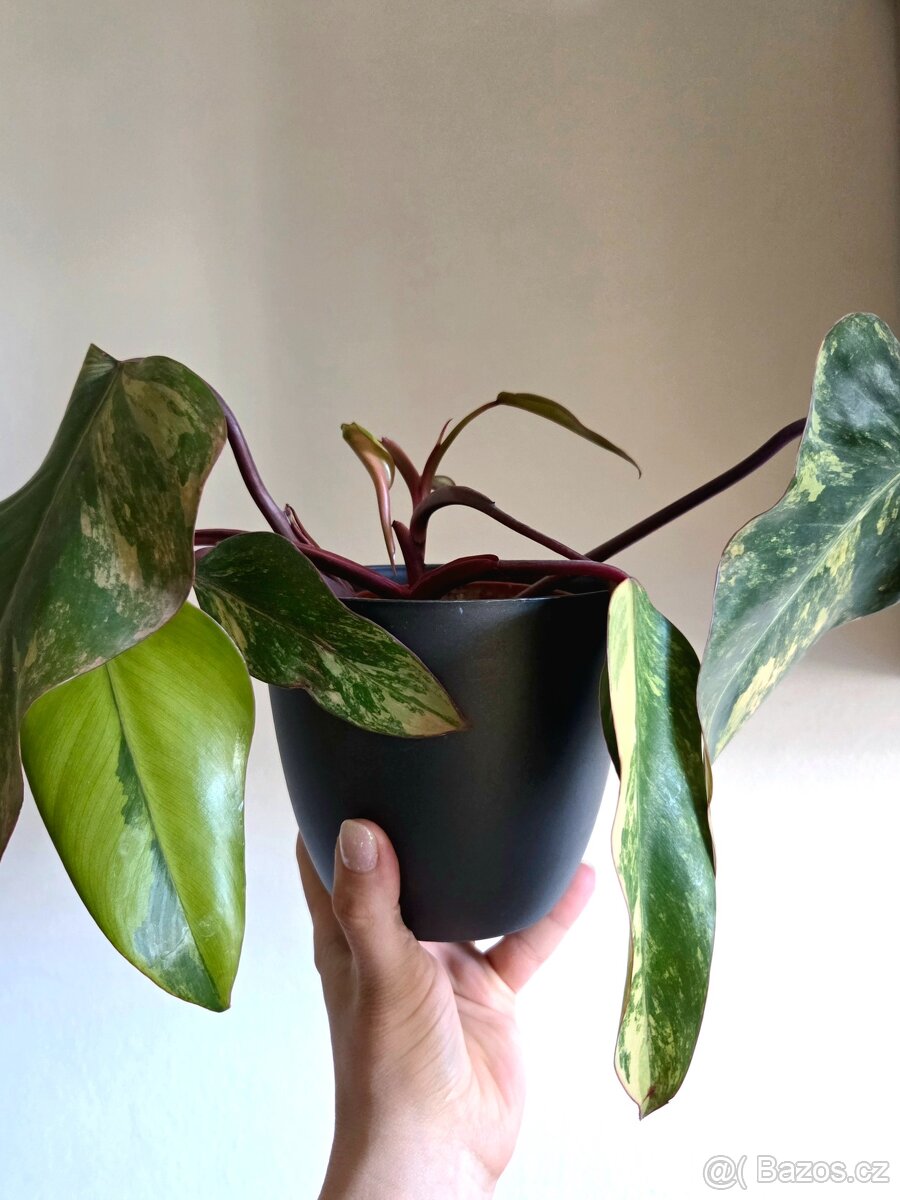 Philodendron strawberry shake - 3