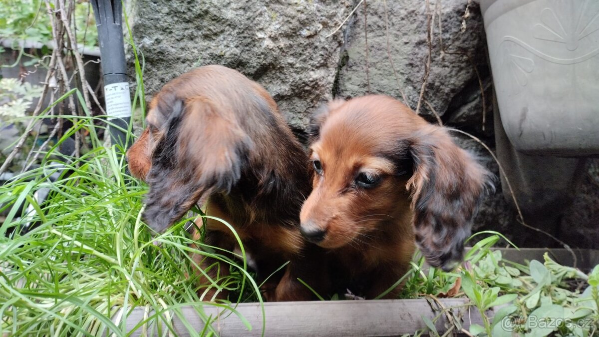 Jezevčík dlouhosrstý trpasličí - 3