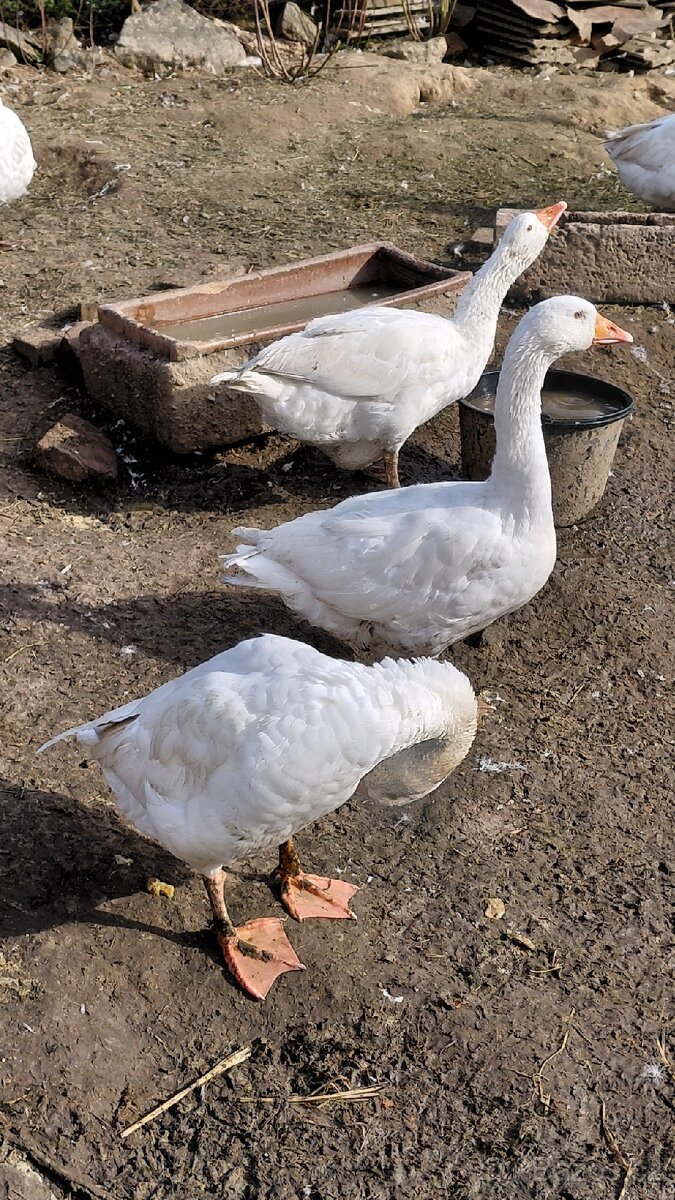 Svatomartinska husa - 3