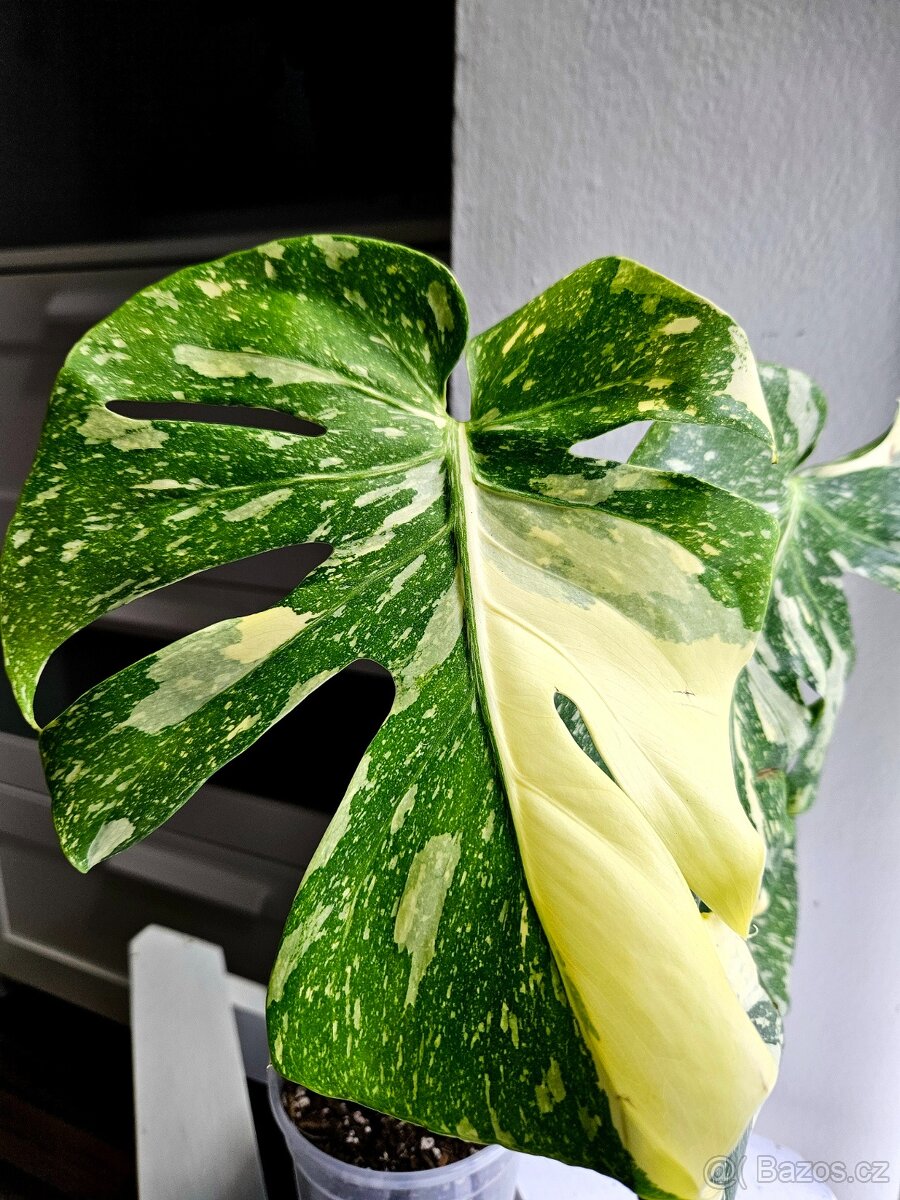 Monstera Thai Constellation - 3