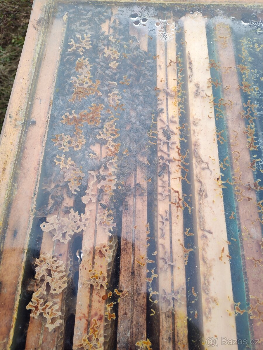 Prodej vyzimovaných oddělků Buckfast - 3